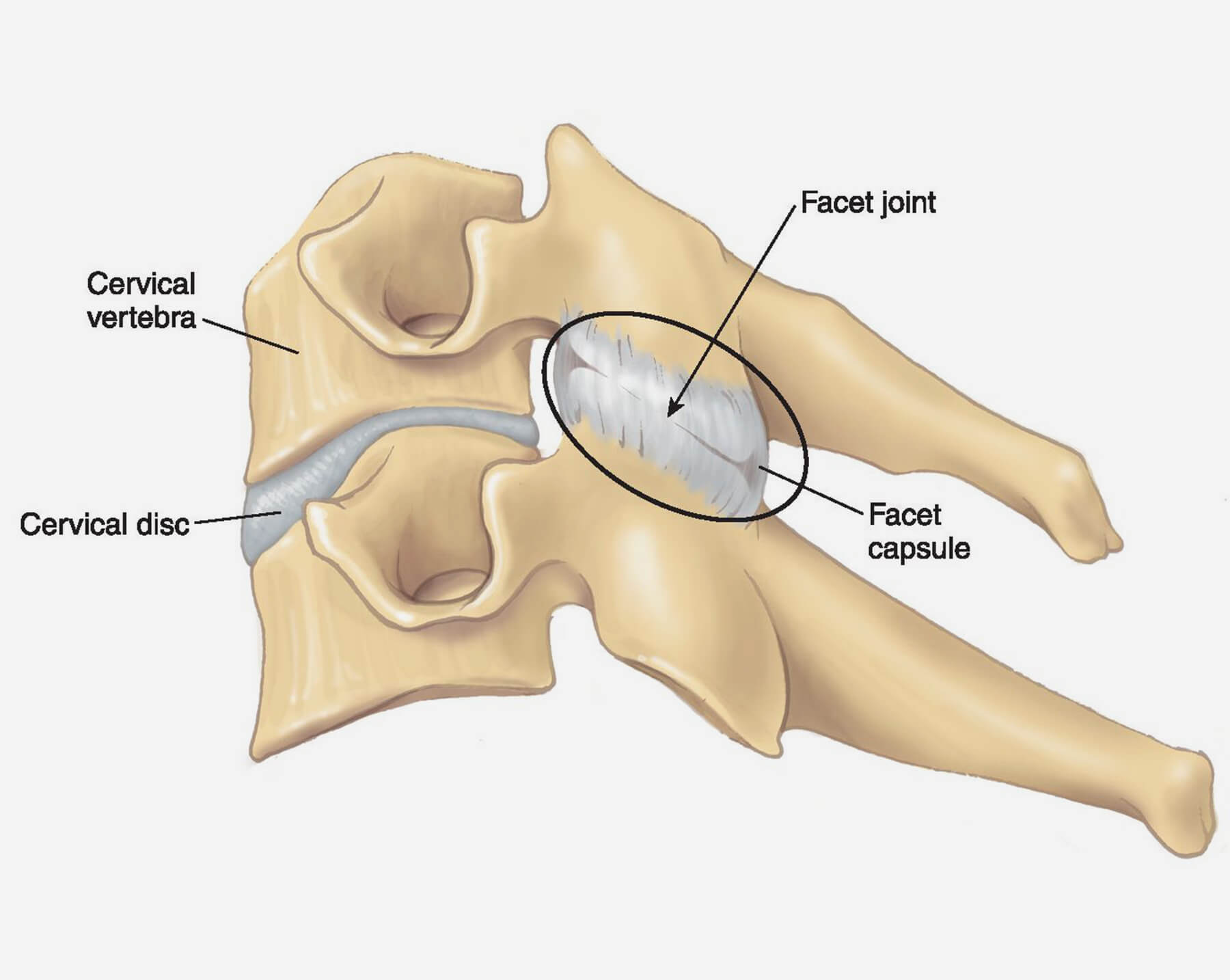 Orthopedic Doctor in Ahmedabad Orthopedic Doctor in Ahmedabad