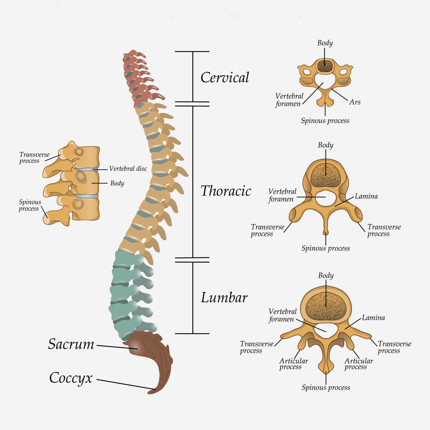 Spine Structure Spine Structure